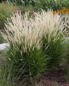 Rozplenica wschodnia 'Fairy Tails’ – Pennisetum orientale 'Fairy Tails’ (P9)