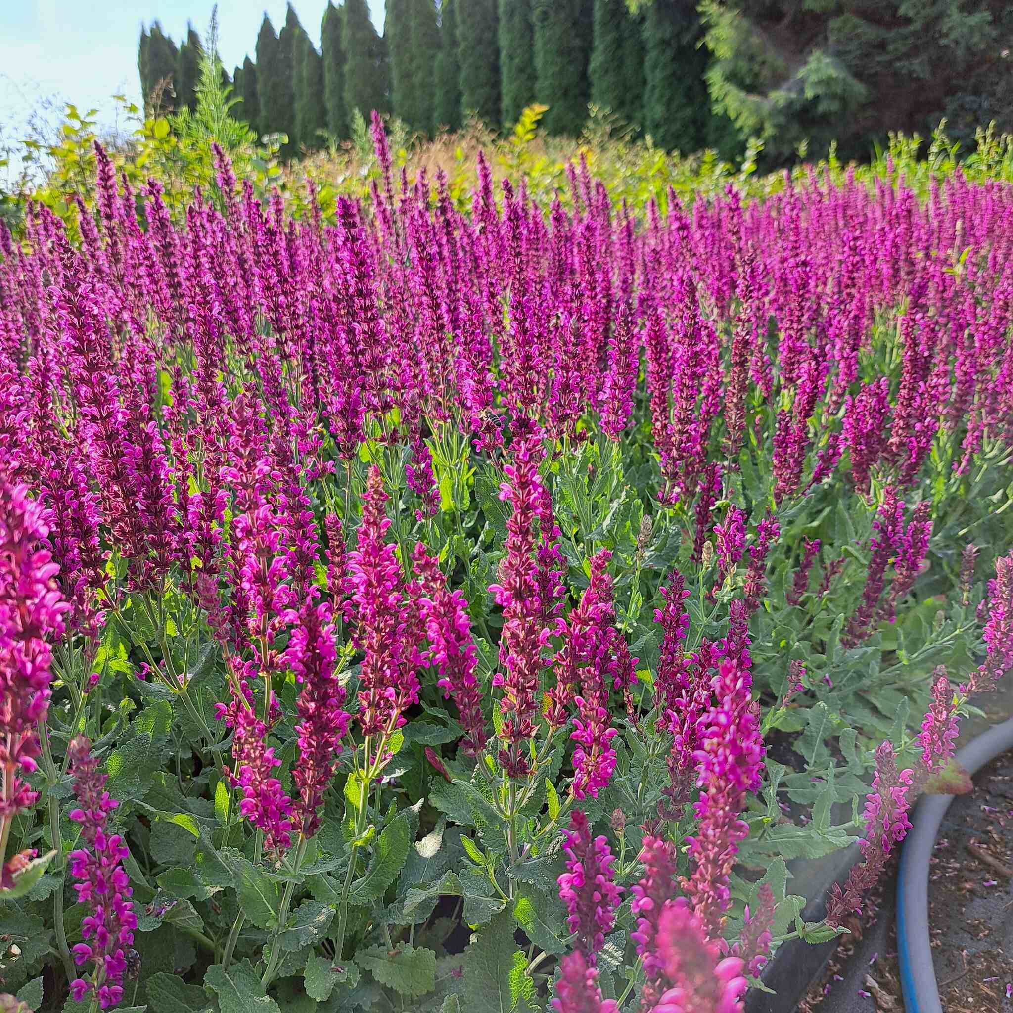 Szałwia omszona 'Pink Beauty'