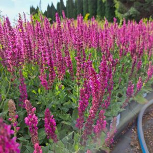 Szałwia omszona 'Pink Beauty’ – Salvia nemorosa 'Pink Beauty’ (P11)