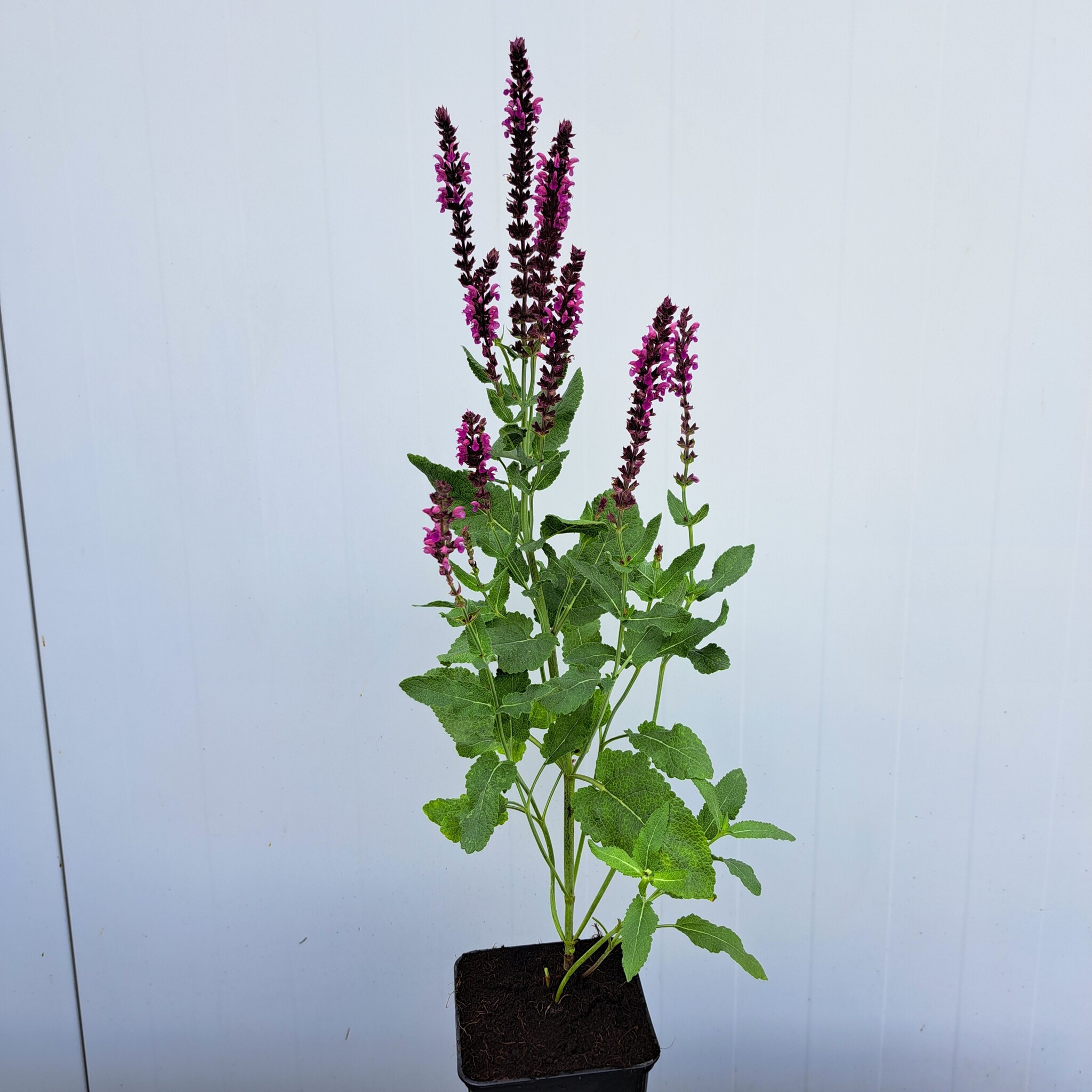 Szałwia omszona 'Pink Beauty'
