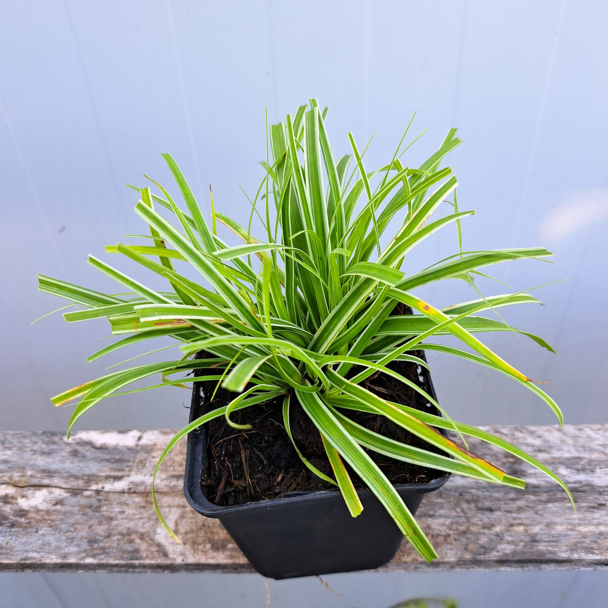 Turzyca oszimska 'Everest' - Carex oshimensis 'Everest' (P9) - obrazek 6