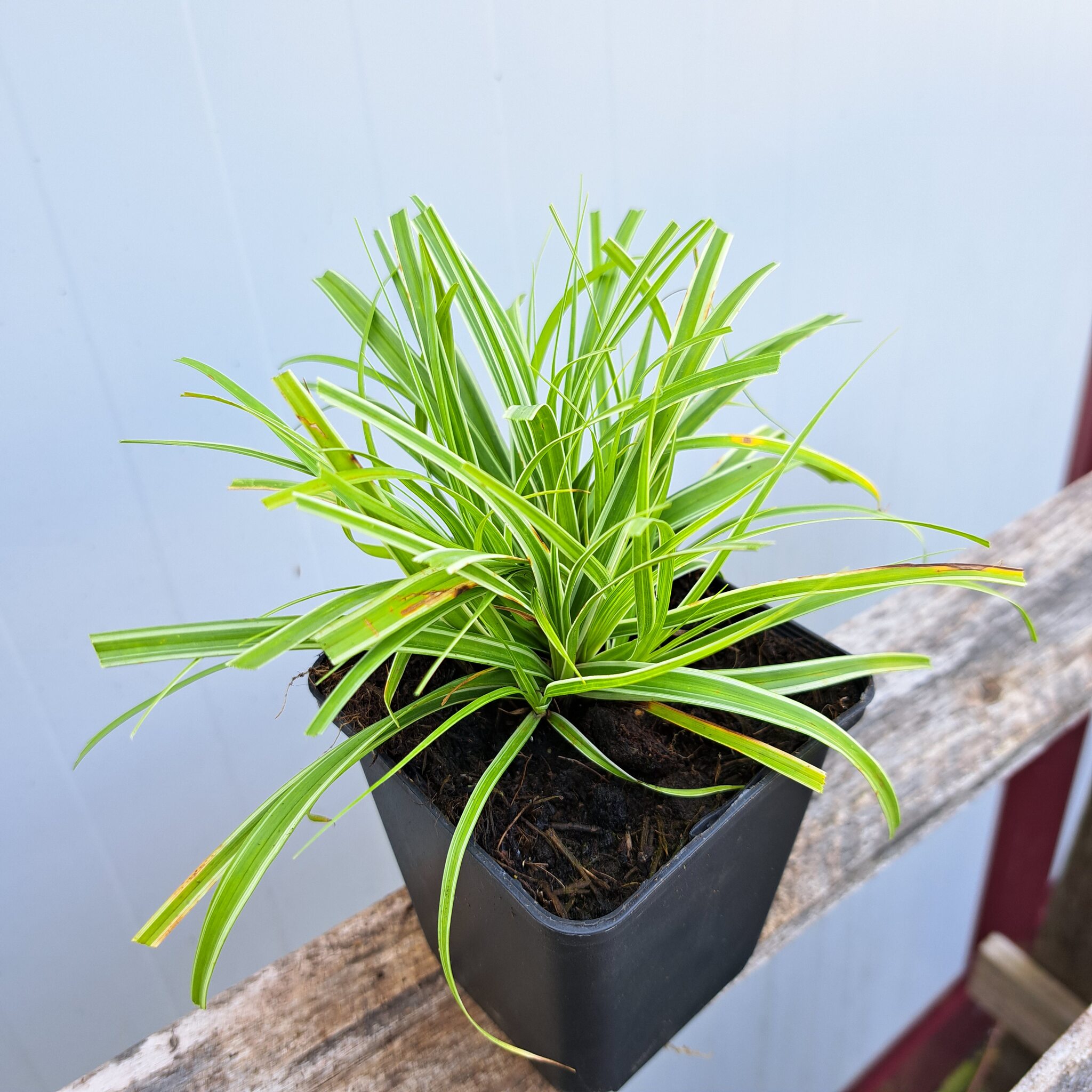 Turzyca oszimska 'Everest' - Carex oshimensis 'Everest' (P9) - obrazek 7