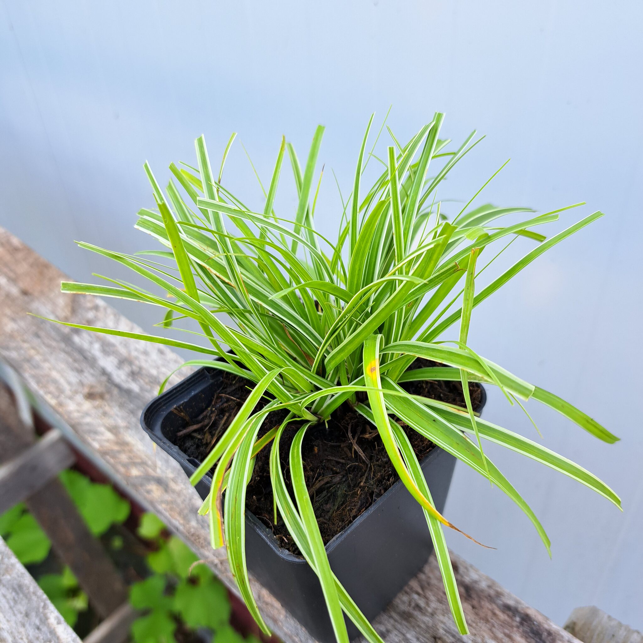 Turzyca oszimska 'Everest' - Carex oshimensis 'Everest' (P9) - obrazek 8