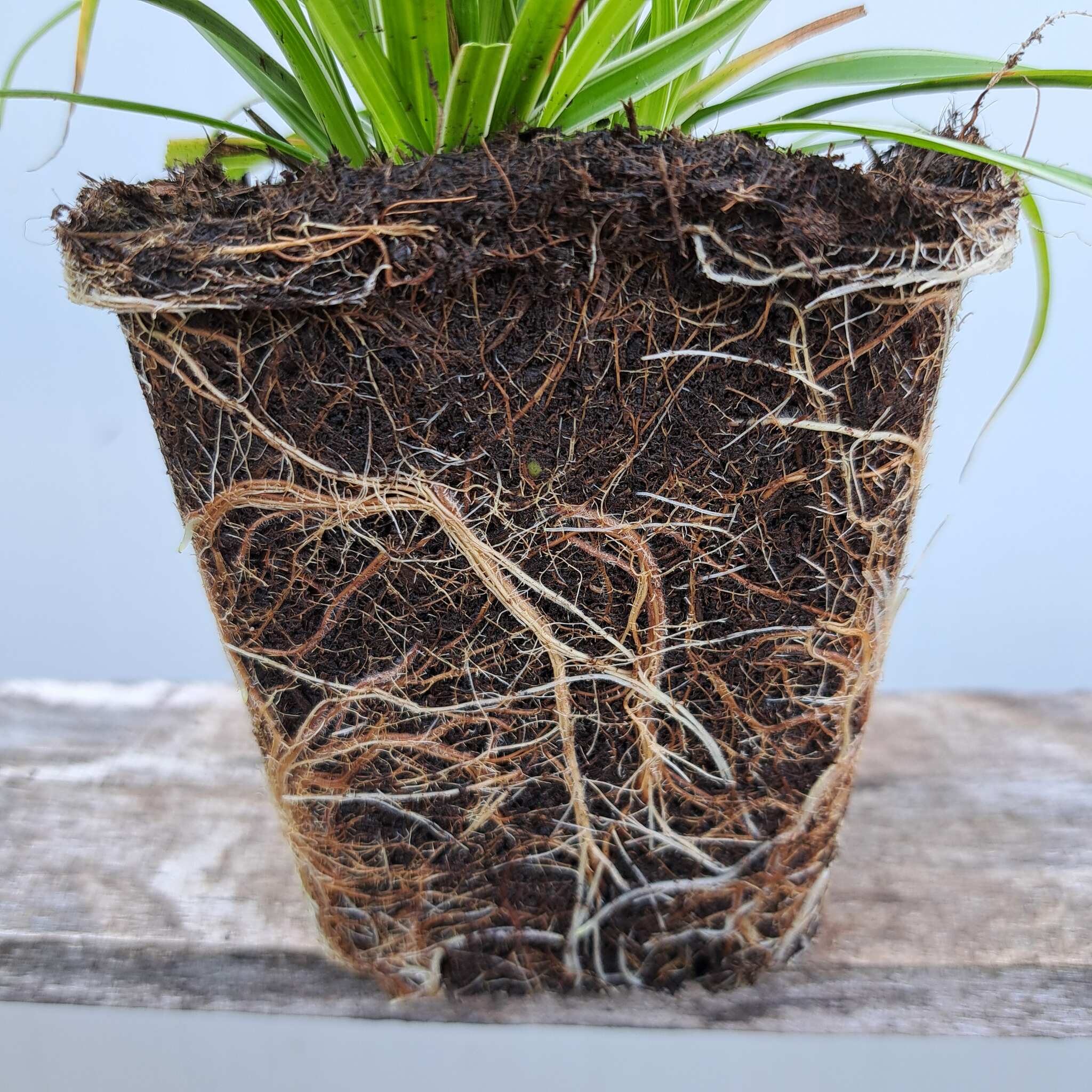Turzyca oszimska 'Everest' - Carex oshimensis 'Everest' (P9) - obrazek 9